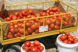 Tomato plants in the Coushatta greenhouse, summer 2013. Photo by Gardner Rose