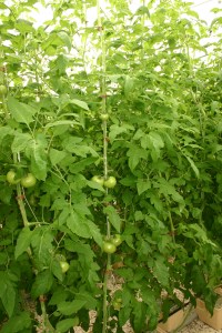 bench match and grn house 028