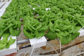 bibLettuce_coushatta