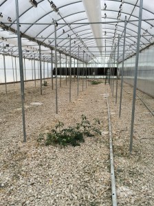 One lonely volunteer tomato plant remains in the greenhouse, left behind to attract the remaining spider mites in an effort to eradicate them. Both tomato greenhouses will now need to be sterilized before a new crop can be put in