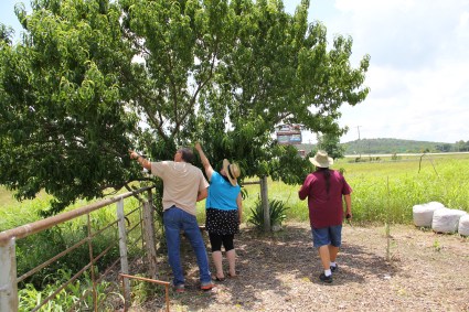 Stephanie, Bud and Ric examine a peach tree in the Eufaula garden. This tree is descended from seeds brought from the southeast on the trail of tears