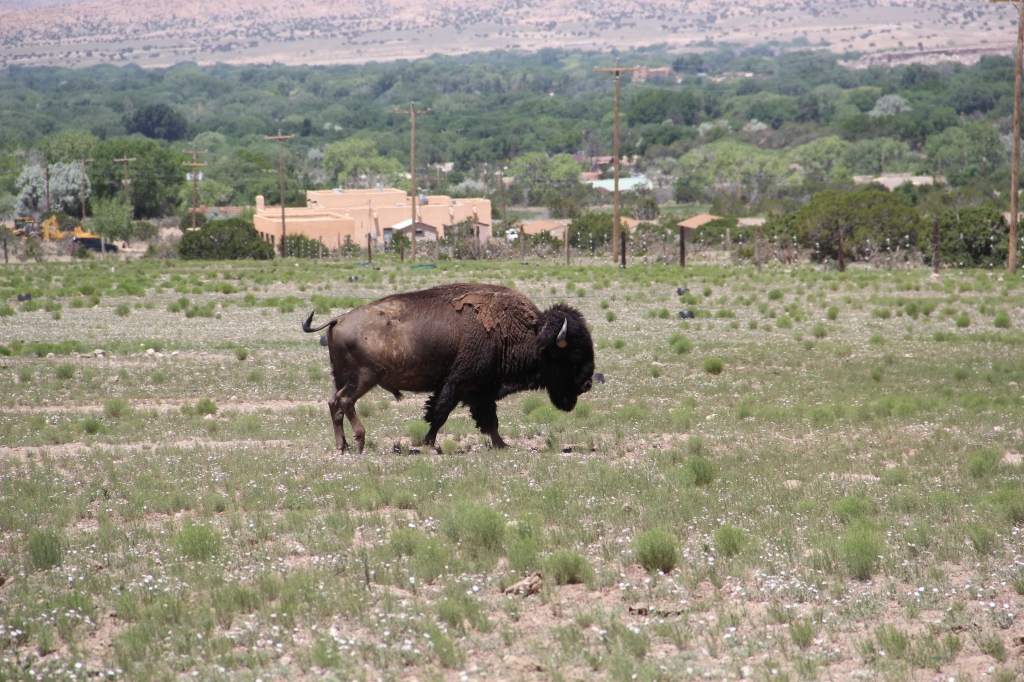 Buffalo bull. Photo by Angelo Baca