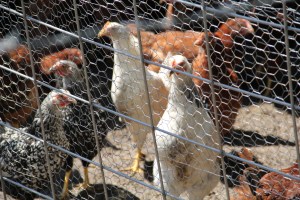 Chicken at the Ponca Agricultural Program. Photo by Angelo Baca