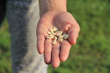 Corn that Dana Tiger is growing for osafke