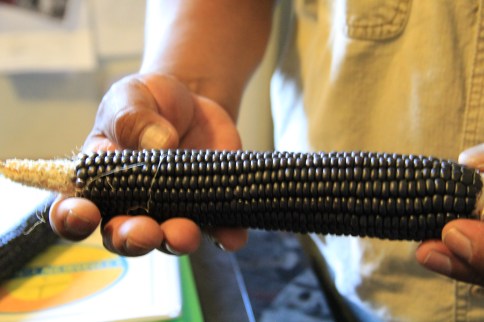 George Toya holding traditional Pueblo blue corn. Photo by Angelo Baca