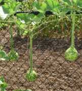 Cherokee dipper gourd. Photo courtesy of http://cherokeeatlarge.org/cherokee_heirloom_seed_project_h.html