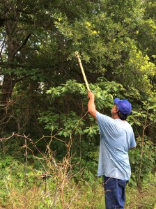 Muscogee elder Frank Harjo, pointing at an oak tree. Photo by Elizabeth Hoover