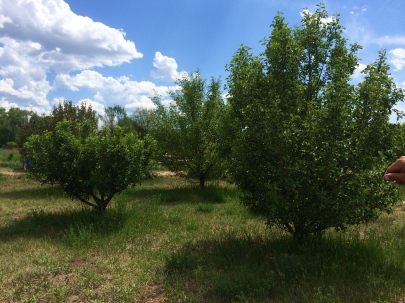 Red Willow orchard, photo by Elizabeth Hoover