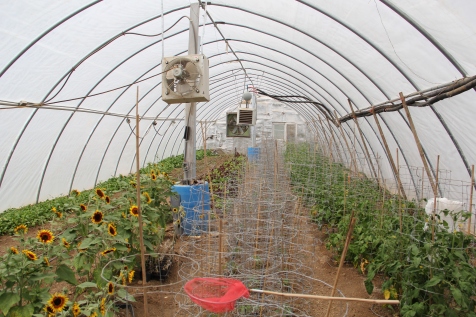 Greenhouse that uses the phase change system to heat the soil. Fans near the blue bins draw warm air into the soil
