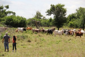 Ponca agricultural program's herd of longhorn and black angus cattle