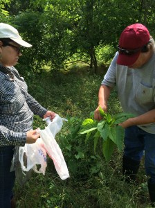 Stephanie Berryhill and Ric Denney picking poke salad. Photo by Elizabeth Hoover 