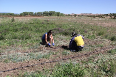 Tesuque farm employee Eberth Reynolds instructing me on weeding the asparagus patch. Photo by Angelo Baca