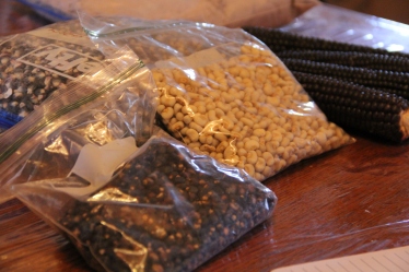 Iroquois bread beans, white corn and blue corn grown by Clayton and his family. Photo by Angelo Baca
