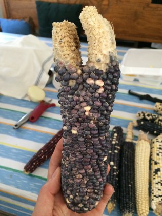 "Bear corn". When one of these unusual corns is found, the husker will bless themselves with it. Photo by Elizabeth Hoover