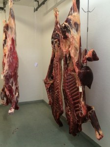 Buffalo carcass in the cut & wrap. This meat will go to the summer lunch program for Taos Pueblo school kids. Photo by Elizabeth Hoover