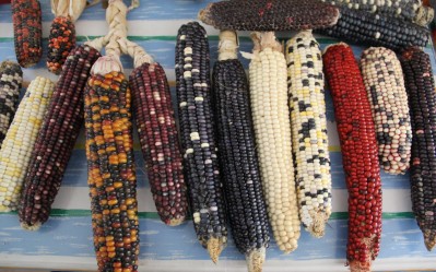 Romero family corn at Cochiti Pueblo. Photo by Angelo Baca