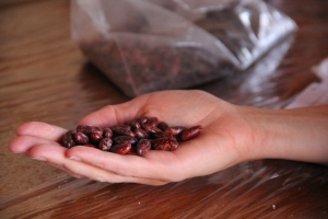 Handful of Clayton's Iroquois Bread Beans. Photo by Angelo Baca
