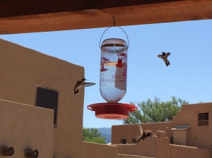 Hummingbirds on Clayton's back porch. Photo by Elizabeth Hoover