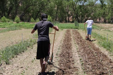 David and Michael tilling in weeds