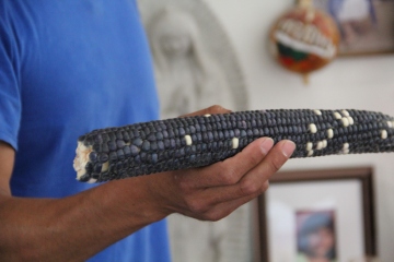 Jayson holding an ear of blue corn. Photo by Angelo Baca