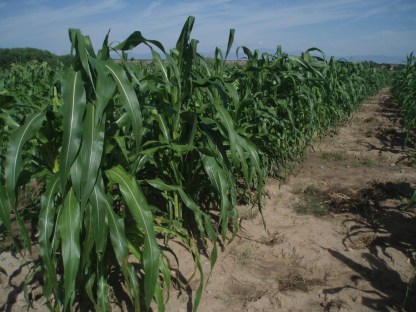Four Sisters Farm cornfield. Photo by Clayton Brascoupe