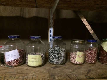 Some of the corn seeds housed in the Tesuque seed bank. Photo by Elizabeth