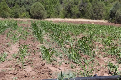 Blue corn growing in the canyon, at the garden site founded by the Nohwike’ Bágowa (House of our Footsteps) tribal museum and cultural center 