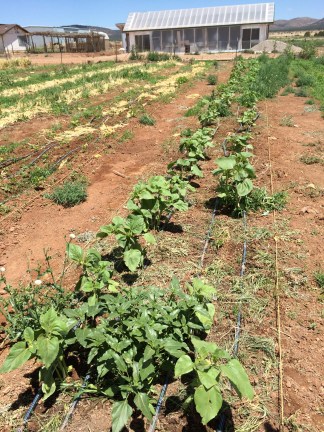 Apache striped sunflowers growing in lasagna beds. These seeds were originally from the Apache community of Cibecue, and were collected by Native Seed SEARCH. People in Cibecue no longer have these seeds, so Ndee Bikiyaa turned to the seed conservation organization to bring the sunflowers back to the community