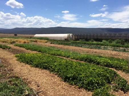 Gardens, shade tunnel and high tunnel (provided by the Natural Resource Conservation Service NRCS) at the Ndee Bikiyaa farm. Photo by Elizabeth Hoover