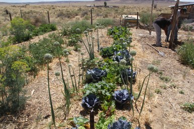 Lasagna beds, with cabbage, chard and onions. Photo by Angelo Baca