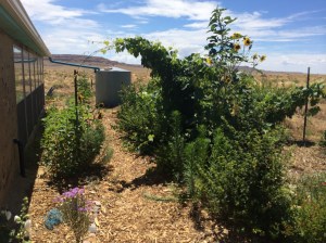 A graywater catchment system on the side of Lillian and Jacobo's house nourishes Nanking cherries, gooseberries, Jerusalem artichokes, different types of mint, a butterfly bush, siberian peashrubs, elderberries, sumac berries, and honey locust. Photo by Elizabeth Hoover