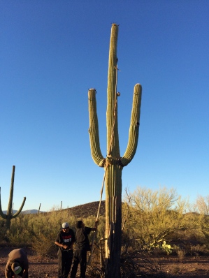 Harvesting bahidaj from a saguaro cactus. Photo by Elizabeth Hoover