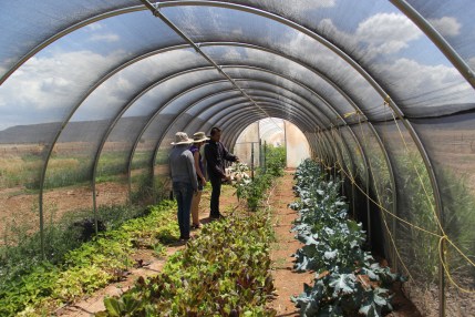 The lettuce grown in this shade house is sent to the Rainbow Treatment Center, the tribal drug and alcohol rehabilitation center that has a 24 hour salad bar for its clients. Photo by Angelo Baca