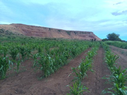 Hopi corn grown by Manny Talasmaynewa in Moenkopi Village, a Hopi community about 50 miles northwest of Kykotsmovi Village. Photo by Elizabeth Hoover