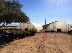 San Xavier Co-op Farm greenhouses. Photo by Elizabeth Hoover