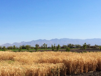 Test plot with 150 different grain varieties. Photo by Elizabeth Hoover