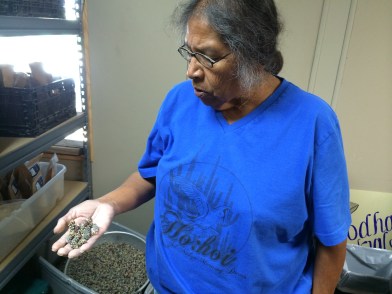 Traditional crop specialist Verna Miguel holding dried cholla buds. Photo by Elizabeth Hoover