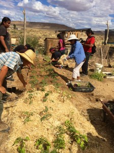 Step 12: add the plants! (In this case tomatoes) And a layer of straw to hold in moisture and discourage any weeds