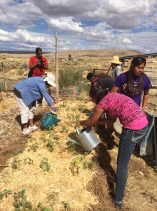 Step 13: water the plants. The lasagna beds will hold moisture much more effectively than the soil alone would have