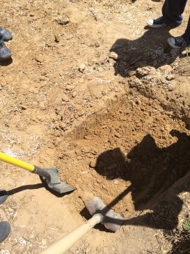 Lasagna garden beds step 1: dig out a square of soil, (about a shovel-head length deep)