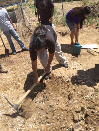 Step 7: dig the next hole, using this soil to cover the square that was just completed