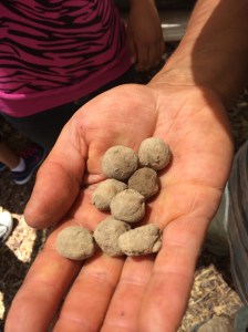 seedballs. Photo by Elizabeth Hoover