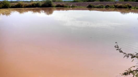 The same pond a month later, after the monsoon rains. Photo by Anthony Francisco