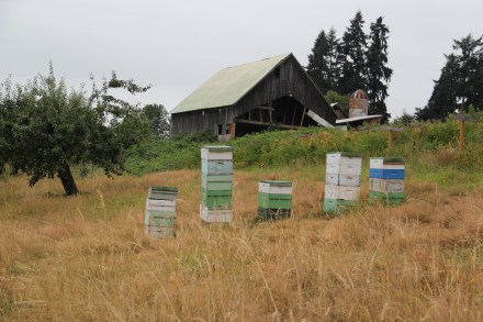 Bee boxes. Photo by Angelo Baca