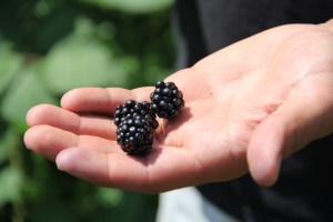 Community garden coordinator Miguel Hernandez holding blackberries from the tribal college berry garden. Photo by Angelo Baca