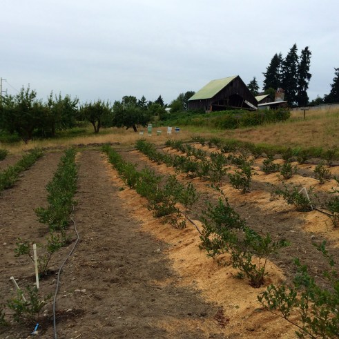 Blueberry fields at the Nisqually garden. According to Grace Ann, "they say blueberry fields are where our songs come." She likes working there, because she and her colleagues have had good luck composing songs there. Photo by Elizabeth Hoover