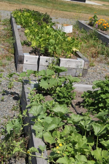Squash growing in the boxes behind the elders center. Photo by Angelo Baca