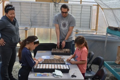 Seeds are started in grow trays before they're transplanted into the clay ball medium in the bins. Photo by Keith Glidewell