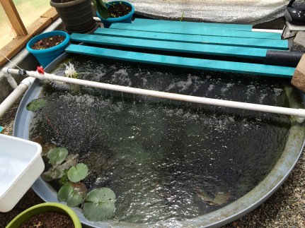 400 gallon tank that houses the baby tilapia. They buried the tank in the soil to keep the water temperature down in the summer. Photo by Elizabeth Hoover