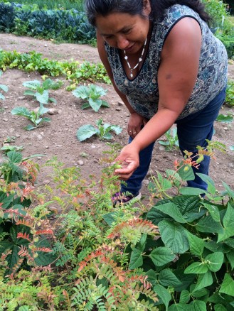 Grace inspecting a garbonzo bean bush. Photo by Elizabeth Hoover